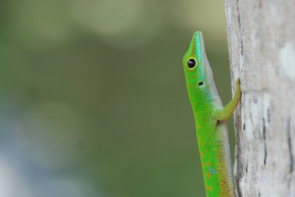 Praslin, Seychellen