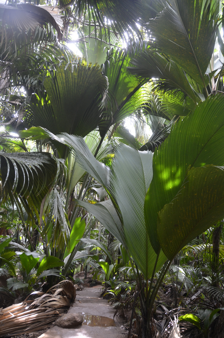 Praslin Seychellen