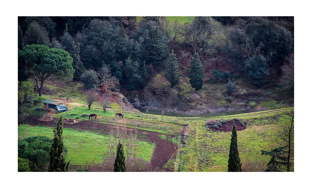 Prati, cavalli, bosco e fiumiciattolo