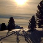 Prati di Croda Rossa - Val Pusteria