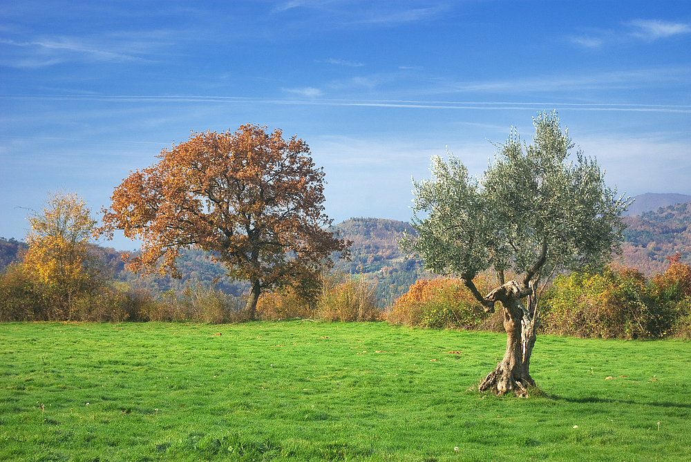 Prati in autunno