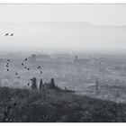 Prato b&amp;w