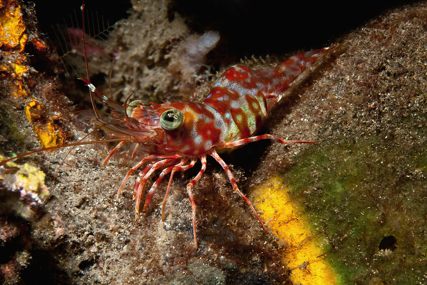 Prawn - Metapenaeopsis sp - Geisselgarnele