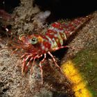 Prawn - Metapenaeopsis sp - Geisselgarnele