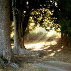 prayer garden