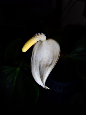 prayer plant detail