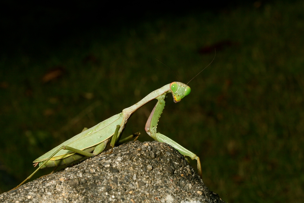 Praying at Lembeh 1/4