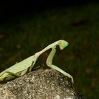 Praying at Lembeh 1/4