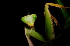 Praying at Lembeh 2/4