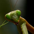 Praying at Lembeh 3/4