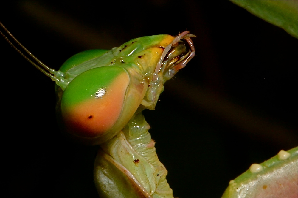 Praying at Lembeh 4/4