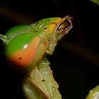 Praying at Lembeh 4/4