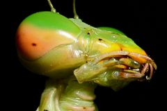 Praying at Lembeh 6/4 :->