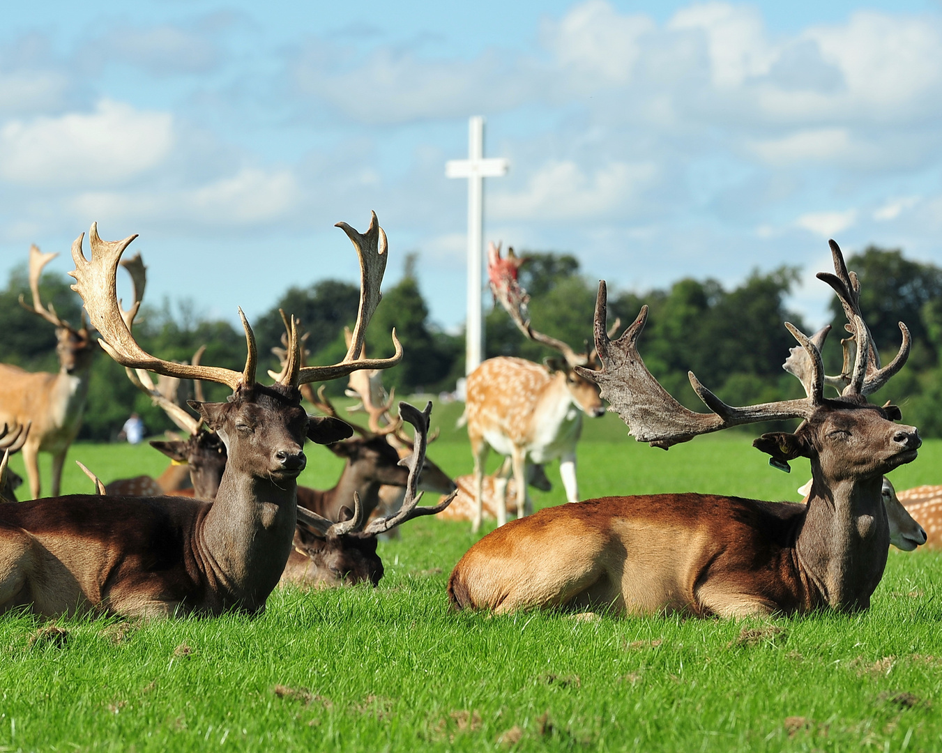 # praying deer #