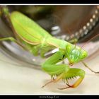 Praying Mantid