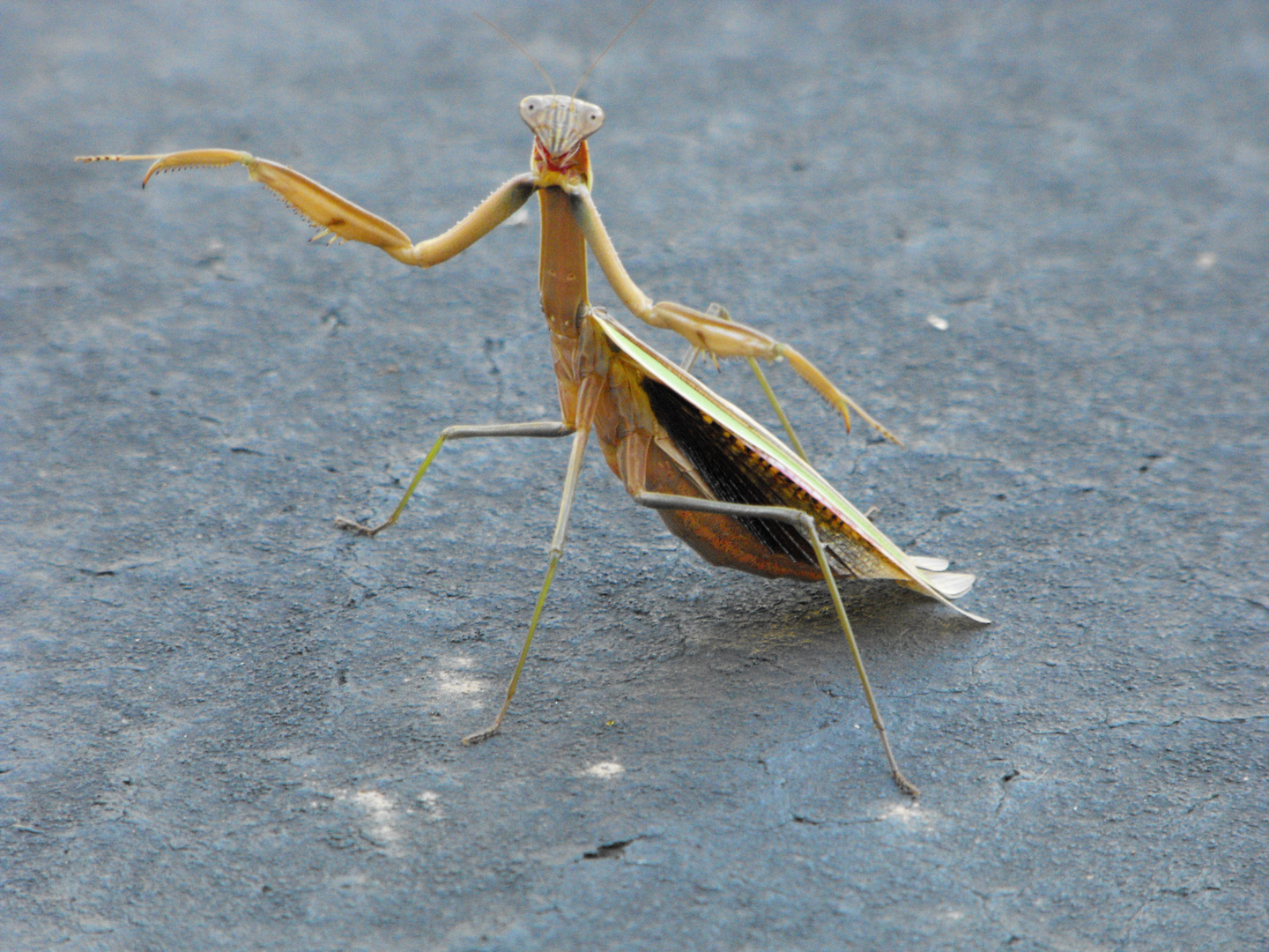 Praying mantis