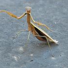 Praying mantis