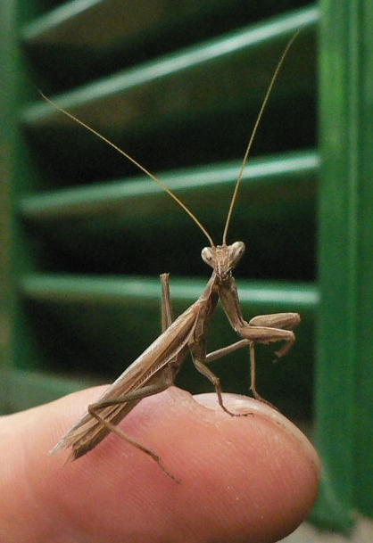 Praying Mantis