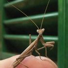 Praying Mantis