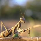 Praying Mantis 1