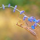 Praying Mantis 2