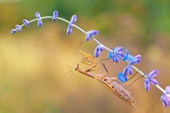 Praying Mantis 2