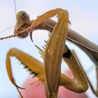 Praying Mantis 3