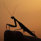 Praying Mantis 4