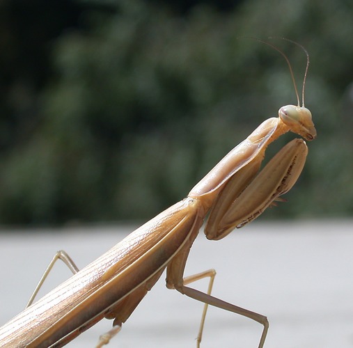 Praying Mantis