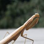 Praying Mantis