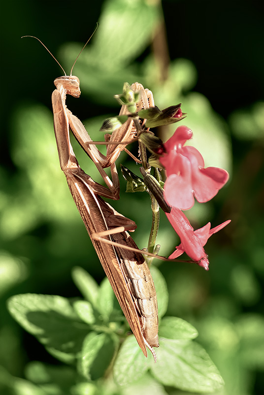 Praying Mantis 5