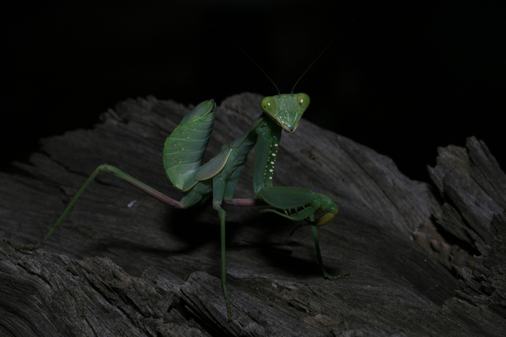 Praying Mantis