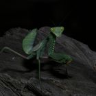 Praying Mantis