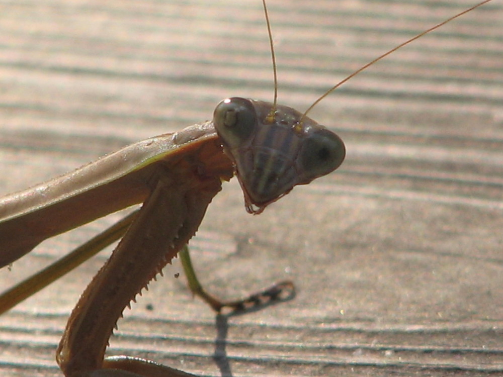 Praying Mantis