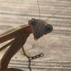 Praying Mantis