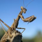 Praying Mantis 6