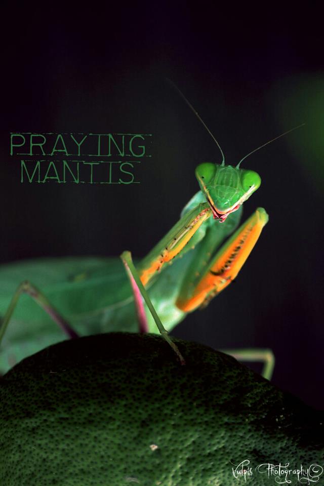 Praying Mantis!