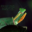 Praying Mantis!