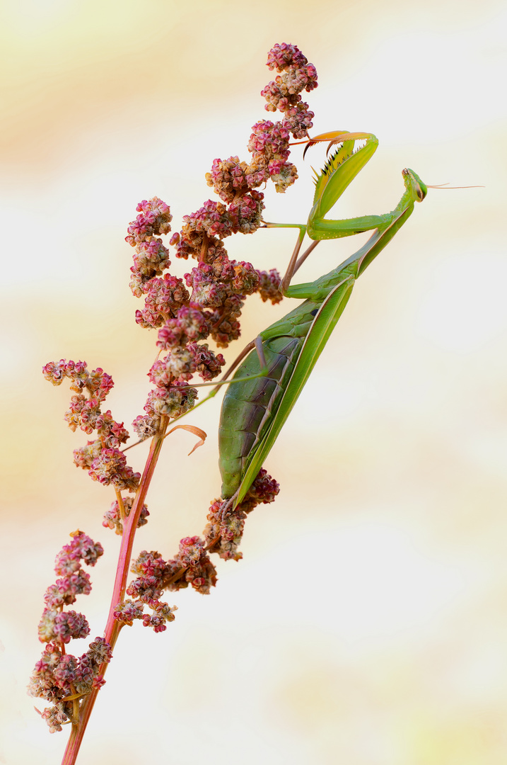 Praying Mantis