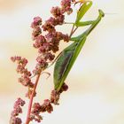 Praying Mantis