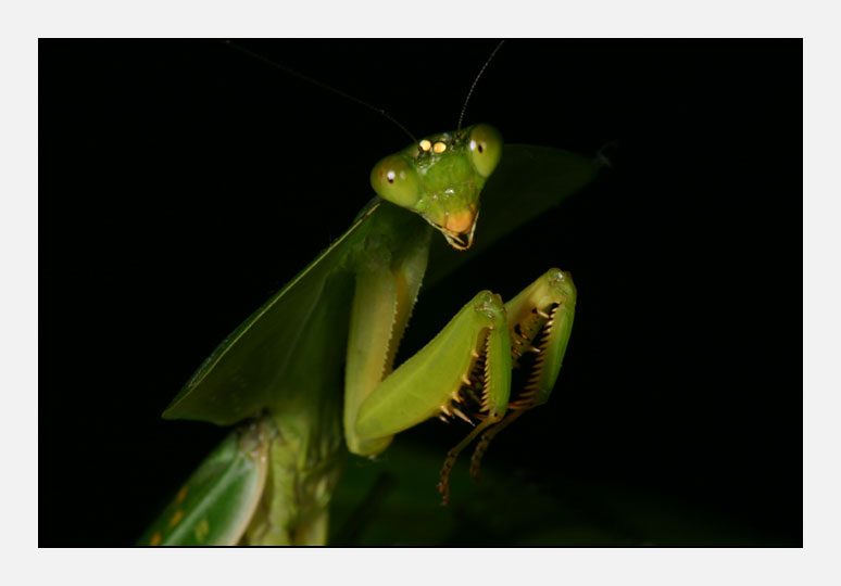 Praying Mantis