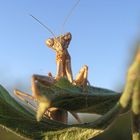 Praying Mantis 8