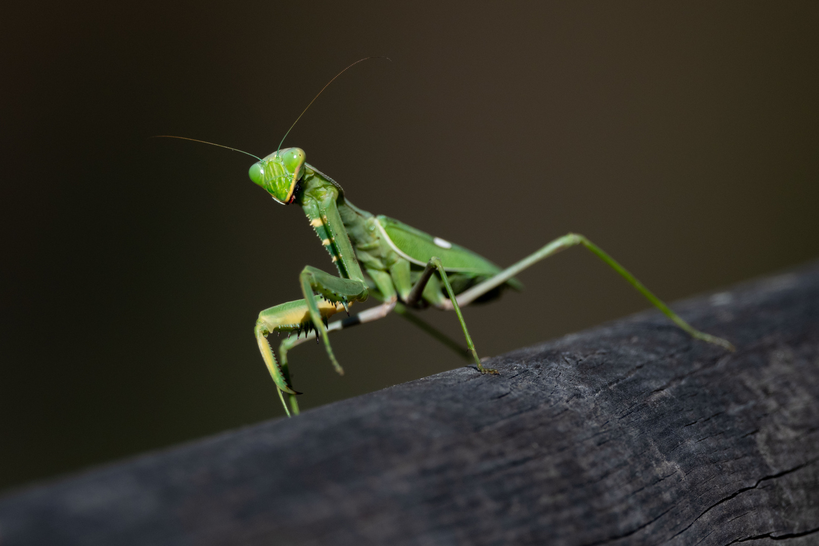 praying mantis