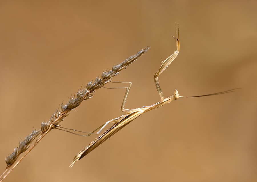 praying mantis