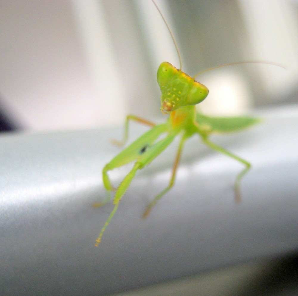 praying mantis