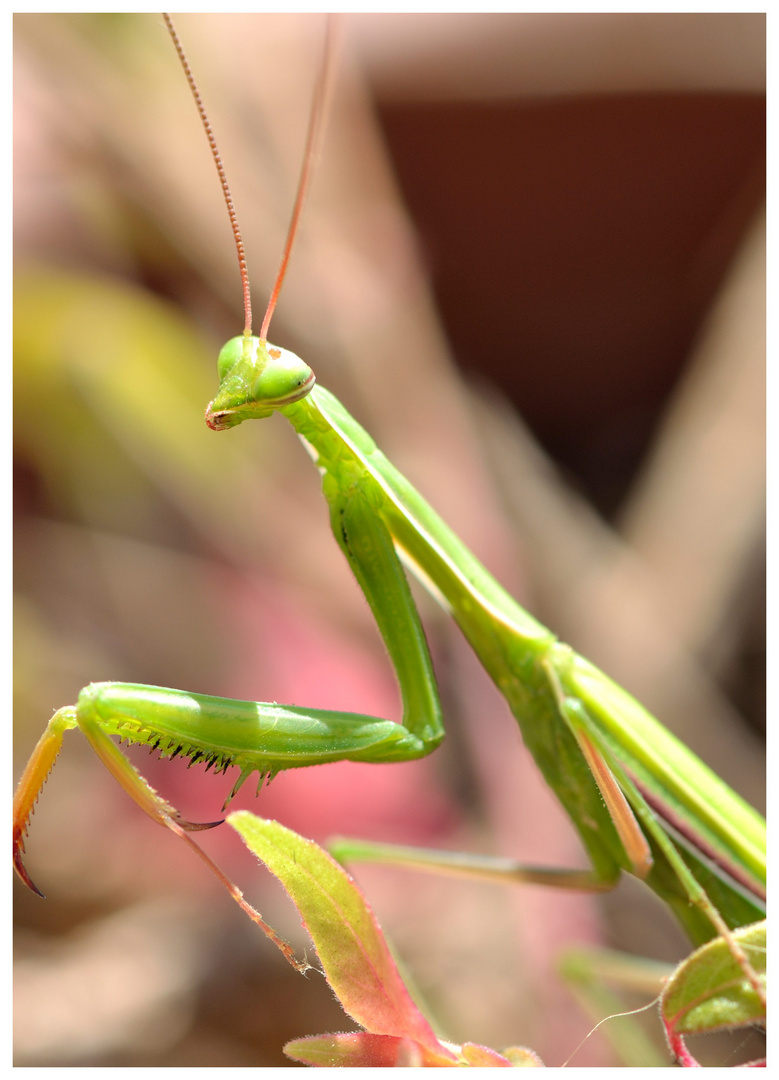 Praying mantis