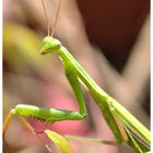 Praying mantis