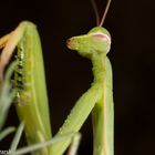 praying mantis