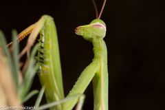 praying mantis