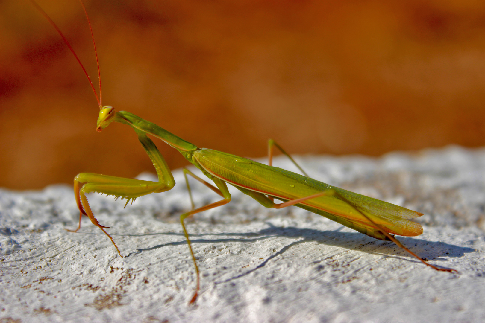 Praying Mantis